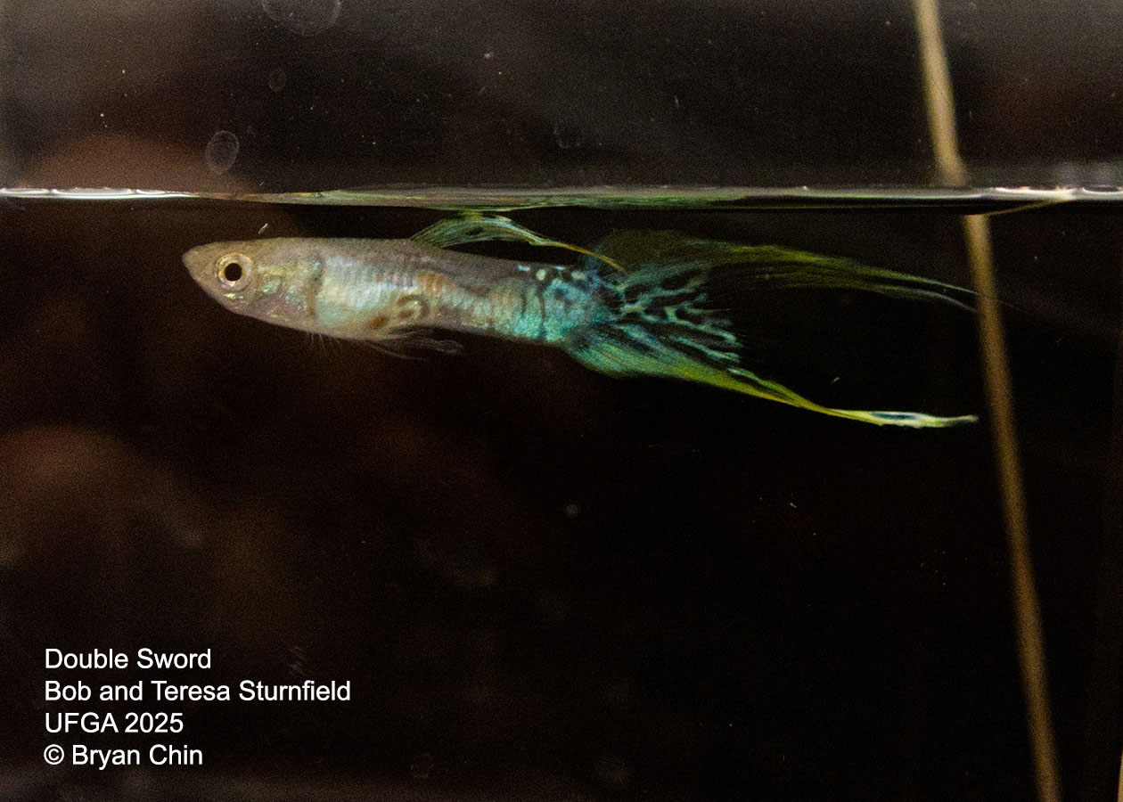Guppy Double Swordtail